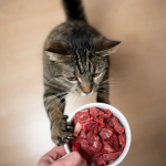The Basics of a Raw Diet for Cats