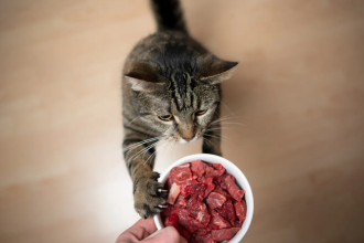 The Basics of a Raw Diet for Cats