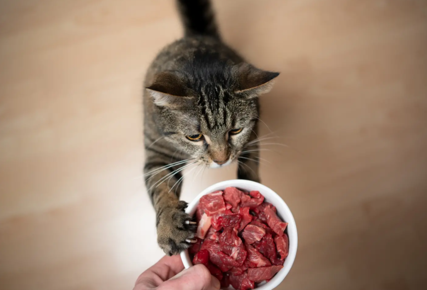 The Basics of a Raw Diet for Cats