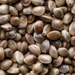 From Indica to Sativa: Exploring the Varieties of Cannabis Seeds