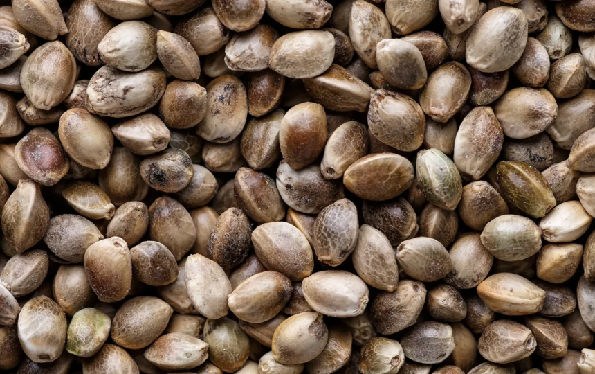From Indica to Sativa: Exploring the Varieties of Cannabis Seeds