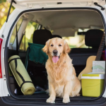 How to Prepare Your Dog for Long Travel?