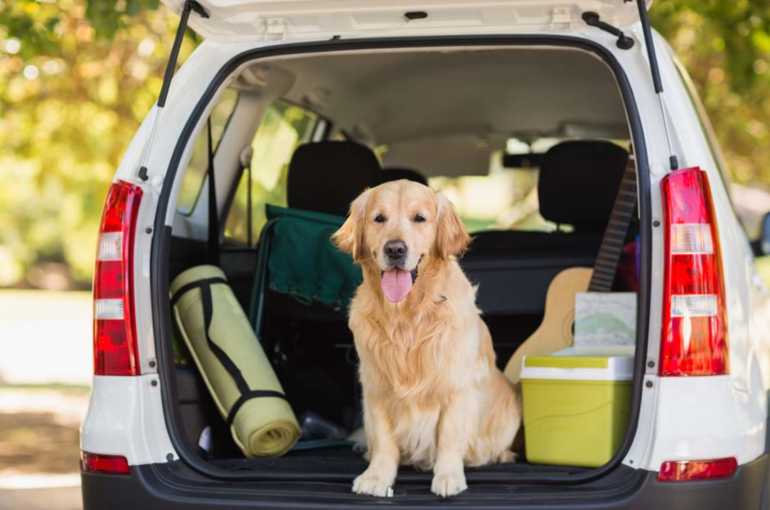 How to Prepare Your Dog for Long Travel?