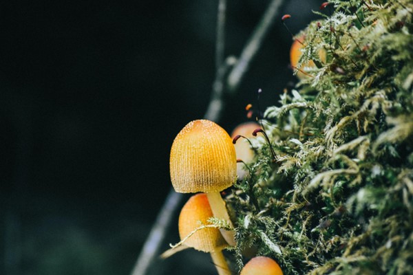 Exploring the World of Hallucinogenic Plants: A Beginner's Guide