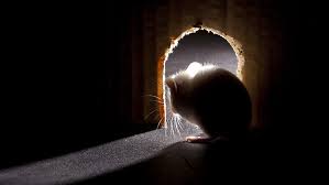 House Mice
