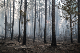 Louisiana is Experiencing Record-Breaking Wildfires