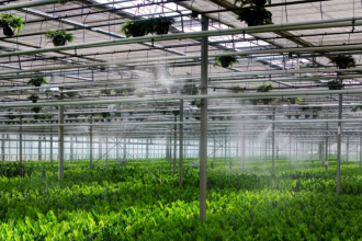 6 Tips for Successfully Designing A Propagation Greenhouse