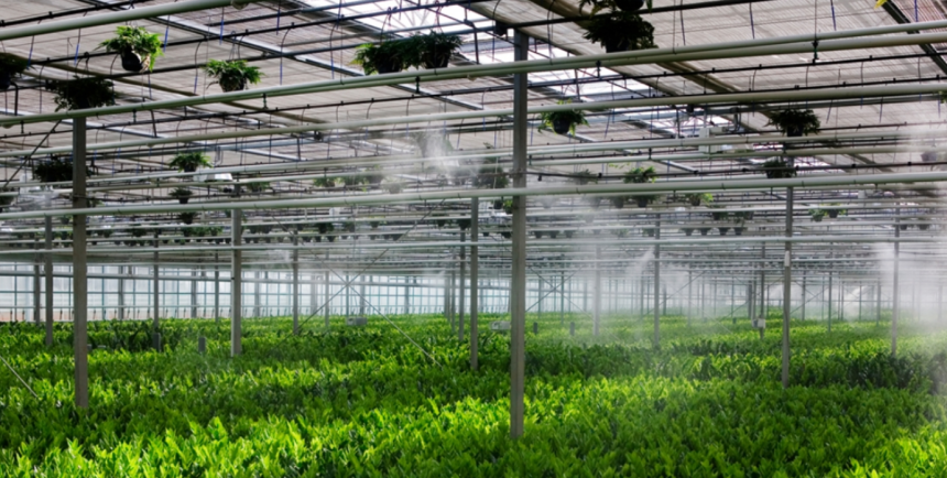 6 Tips for Successfully Designing A Propagation Greenhouse