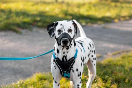 Bungee Leash