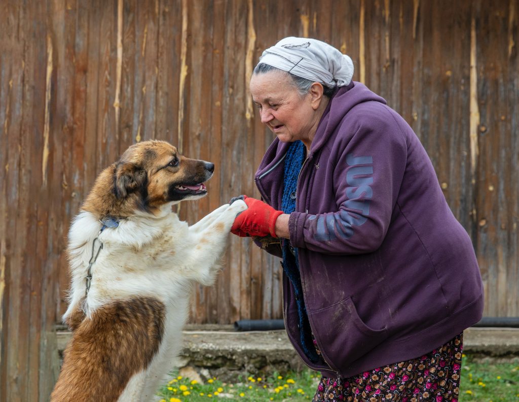 Strengthen Your Relationship With Your Furry Pal Through Dog Grooming in San Antonio