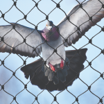 Winging It: How Bird Netting Keeps Unwanted Guests at Bay