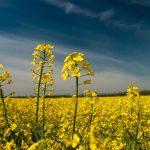 How Farm Equipment in Manitoba Adapts to Extreme Climates