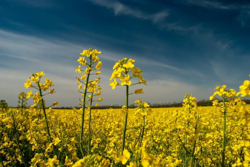 How Farm Equipment in Manitoba Adapts to Extreme Climates