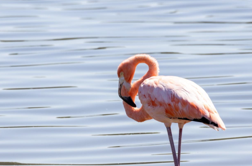 Leggy Pink Flamingos