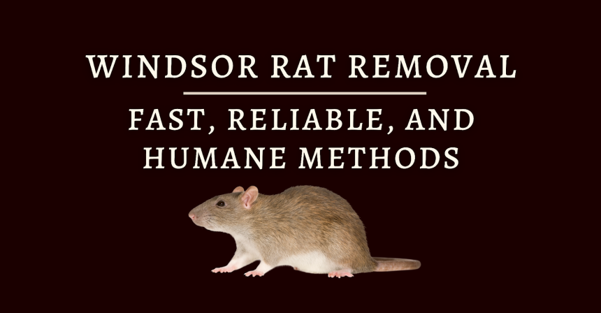 Windsor Rat Removal: Fast, Reliable, and Humane Methods