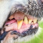 When to Worry: Understanding Discolored Teeth in Puppies