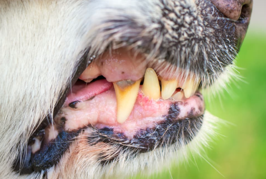 When to Worry: Understanding Discolored Teeth in Puppies