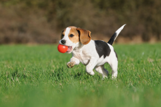 Do Beagles Make Good Pets?