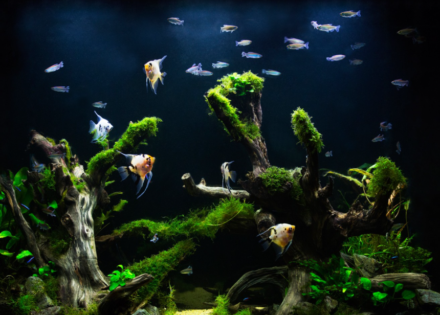 Start Your First Aquarium: Our Guide to Setting Up Your Fish Abode