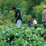 The Comprehensive Guide on How to Navigate Temporary Foreign Workers in Canada
