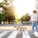 Making My Dog a Service Dog