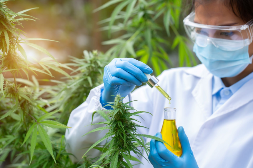 The Top 3 Medical Marijuana Service Providers in Maryland