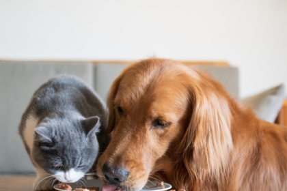Nutrition and Your Pet: Deciphering Pet Food Labels
