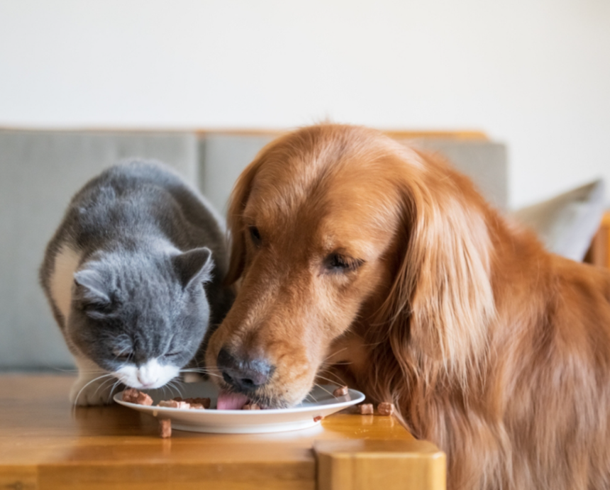 Nutrition and Your Pet: Deciphering Pet Food Labels