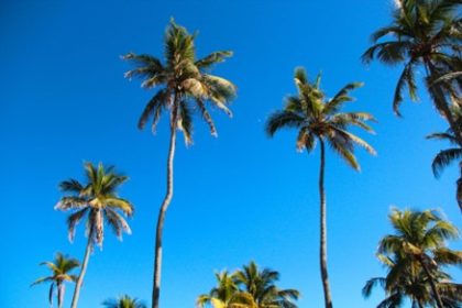 5 Not-to-Miss Cultural Experiences When Visiting Coconut Grove During the Holidays