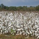 Understanding Regenerative Cotton Farming: Benefits and Practices