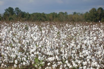 Understanding Regenerative Cotton Farming: Benefits and Practices