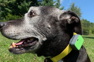Expert Guide to Choosing the Best Dog GPS Tracker