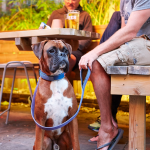 Ultimate Guide on The Tips for Taking Your Dog to The Pub for The First Time