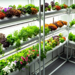 How to Start Hydroponic Garden for Your Crop?