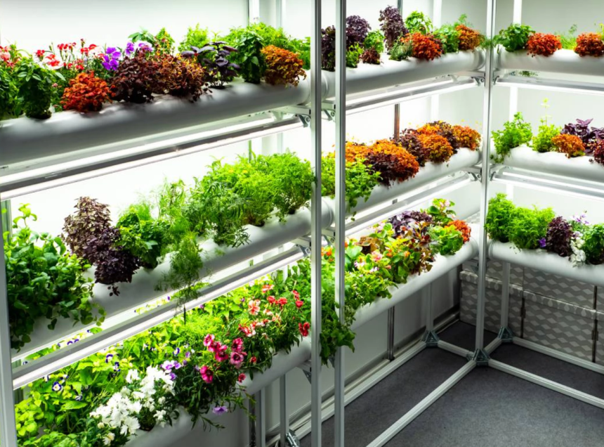 How to Start Hydroponic Garden for Your Crop?
