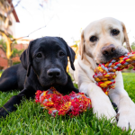 How To Make Your Apartment Perfect For Your Pet