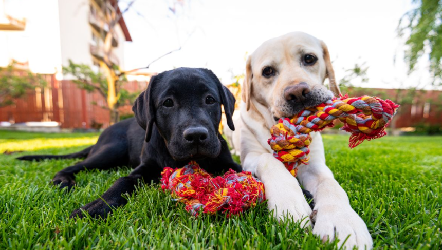 How To Make Your Apartment Perfect For Your Pet