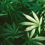 The Ultimate Guide to THC Detox: Tips and Tricks for Success