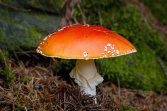 A Deep Dive into Amanita Muscaria Gummies and Their Psychedelic Potential