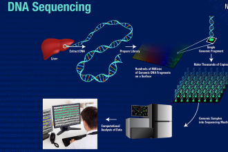 The Role of Automation in DNA Sequencing Procedures