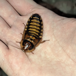 Thriving with Dubia Roach Colonies: A Comprehensive Guide