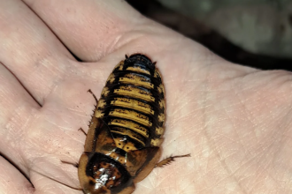 Thriving with Dubia Roach Colonies: A Comprehensive Guide