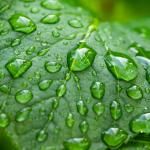 The Healing Green: Plants That Promote Health