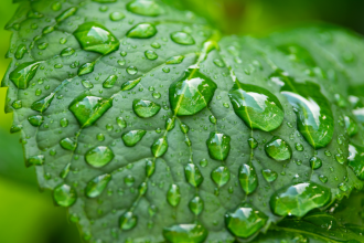 The Healing Green: Plants That Promote Health