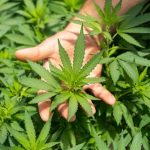 What Are the Top 5 Benefits of Hemp Flowers?