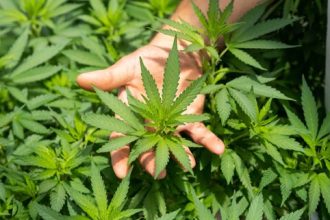 What Are the Top 5 Benefits of Hemp Flowers?