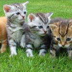 Working as a Pet Professional: 4 Facts You Need to Know