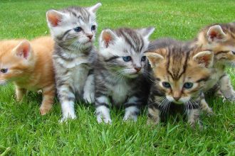 Working as a Pet Professional: 4 Facts You Need to Know
