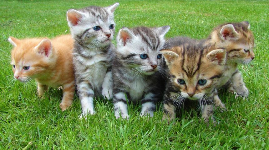 Working as a Pet Professional: 4 Facts You Need to Know