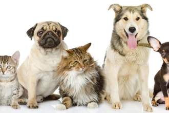 Time-Saving Solutions: Why Busy Pet Owners Should Invest in Professional Waste Removal
